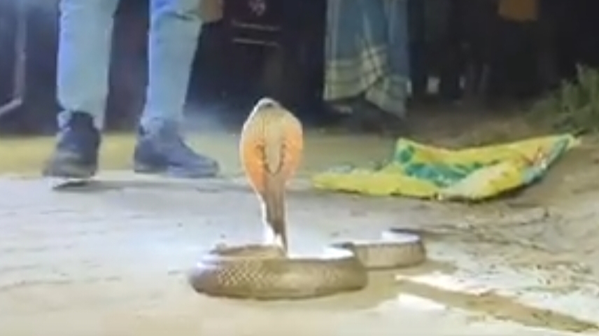 सांप के काटने पर घंटे के अंदर हो गई मौत, गांव में फैली सनसनी