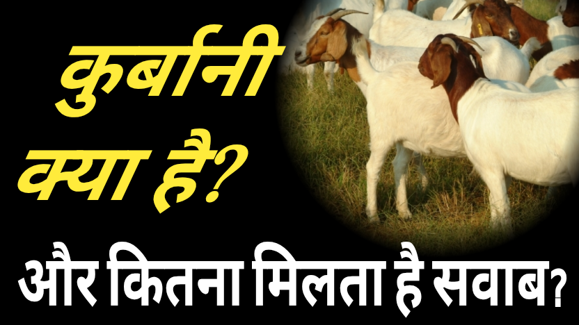 कुर्बानी क्या है और कितना मिलता है सवाब?